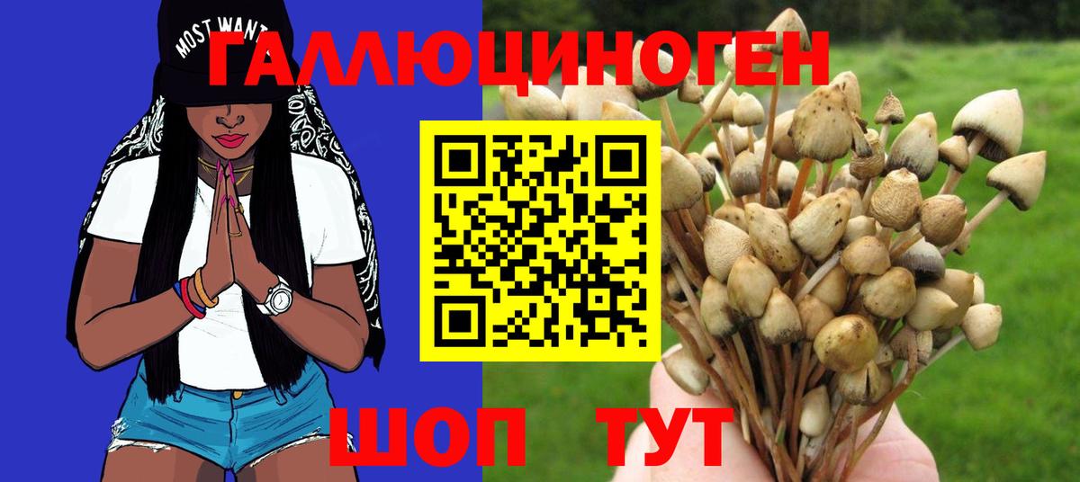 Псилоцибиновые грибы Psilocybine cubensis Вольск